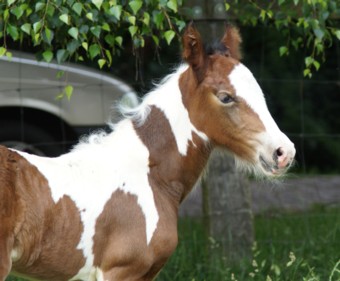 Brienne